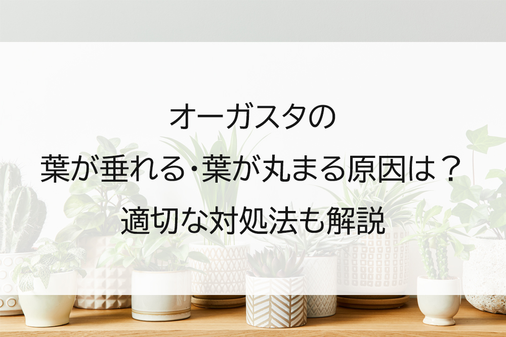 オーガスタの葉が垂れる・葉が丸まる原因は？適切な対処法も解説