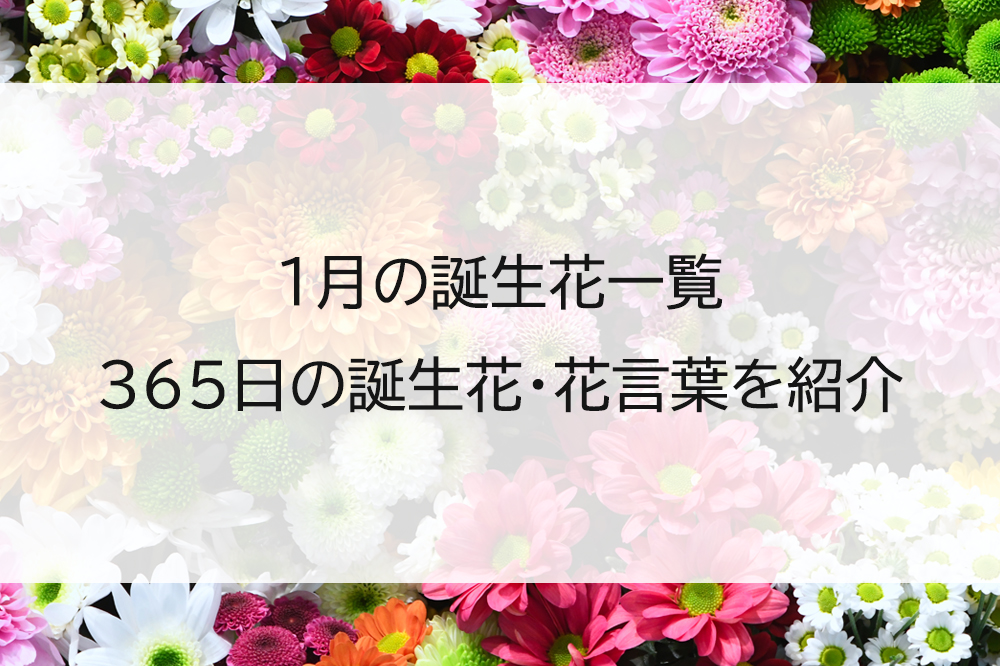 1月の誕生花一覧|365日の誕生花・花言葉を紹介