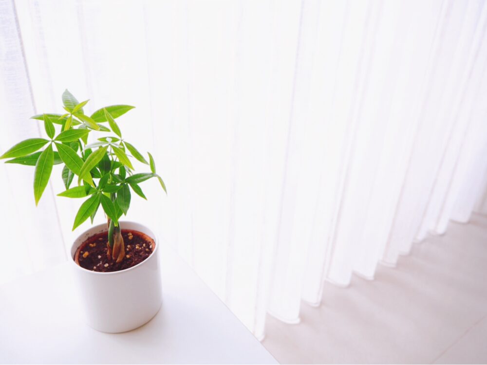 観葉植物のパキラ