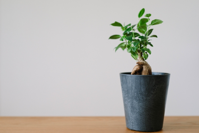 観葉植物のガジュマル