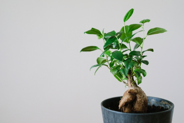 観葉植物のガジュマル