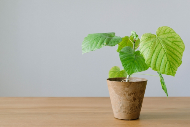 観葉植物のフィカス・ウンベラータ