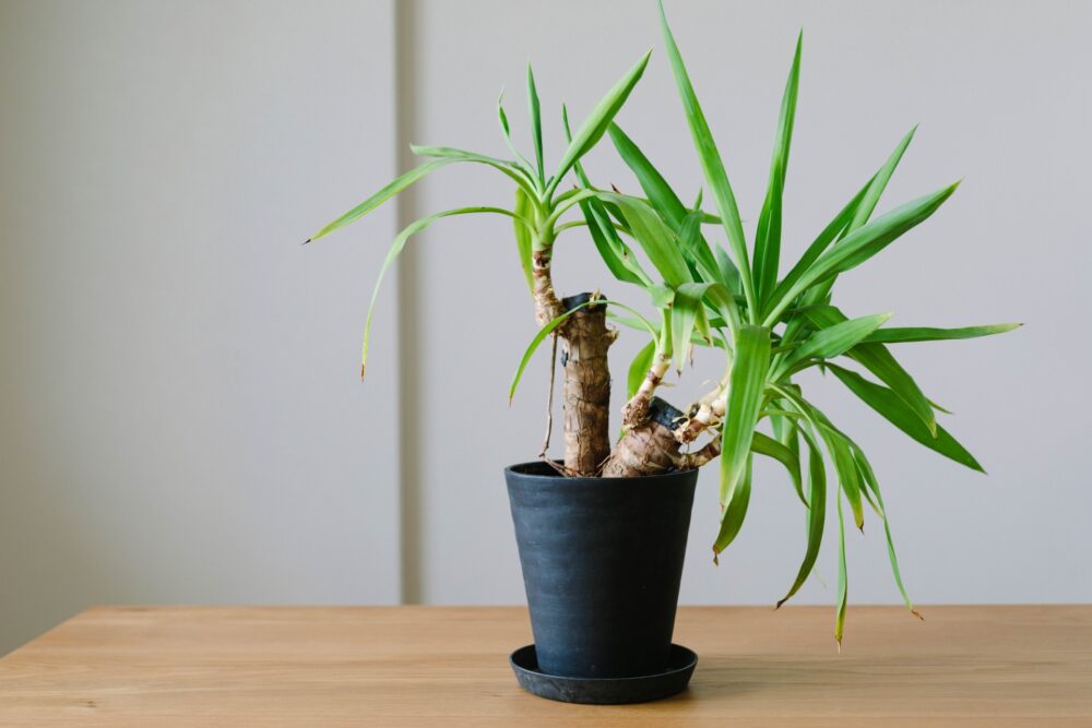 観葉植物のユッカ