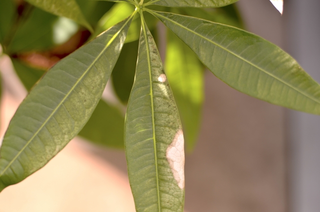 観葉植物の葉焼けのようす