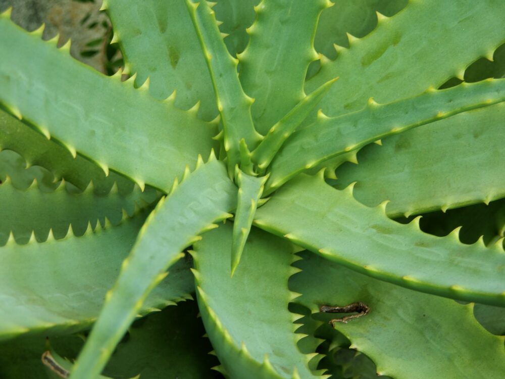 観葉植物のアロエ