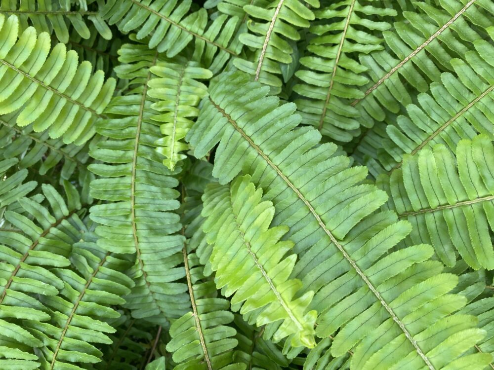 観葉植物のシダ