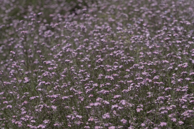 かすみ草