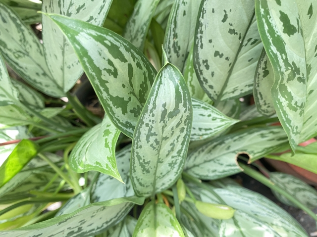 観葉植物のアグラオネマ