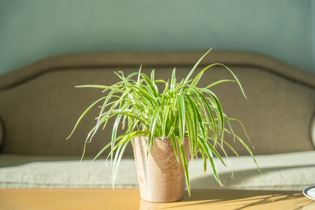 観葉植物のオリヅルラン