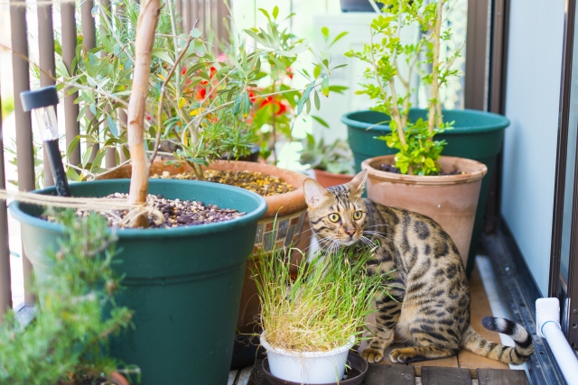 猫と観葉植物