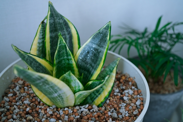 観葉植物のサンスベリア