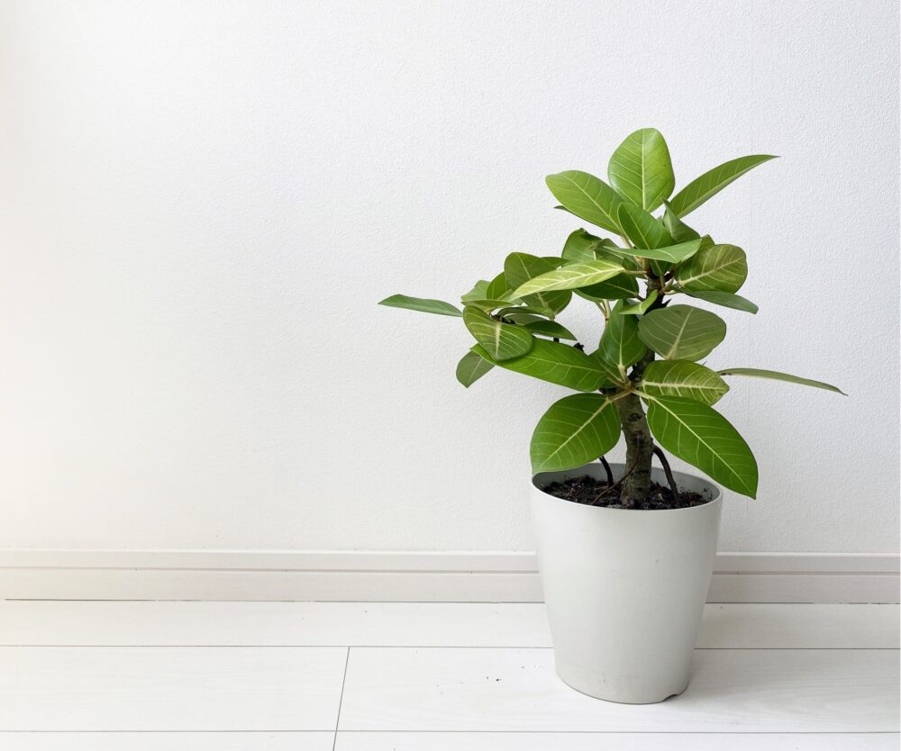 観葉植物のフィカス・アルテシマ