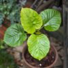 観葉植物のフィカス・ウンベラータ