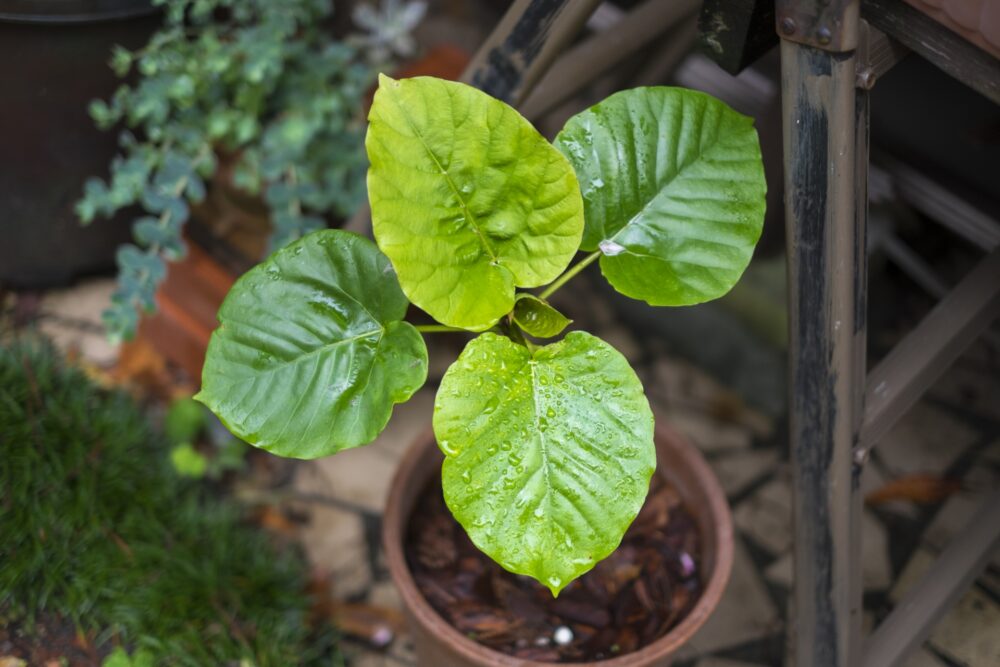 観葉植物のフィカス・ウンベラータ