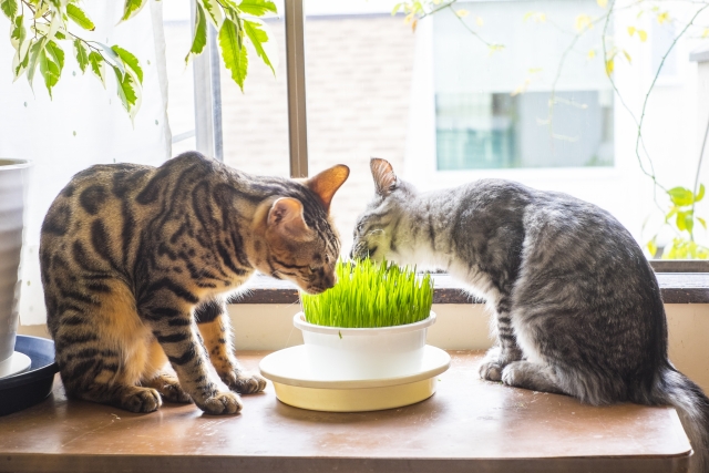 猫草（キャットグラス）を食べる猫