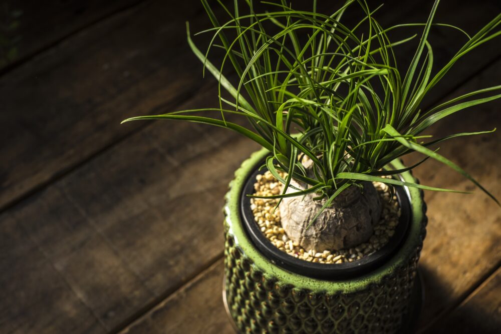 観葉植物のポニーテール（トックリラン）