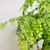 観葉植物のアジアンタム