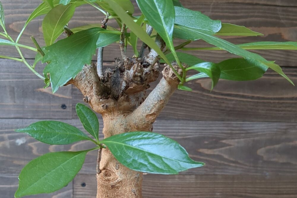 観葉植物のバオバブ